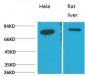 GRP78/Bip Monoclonal Antibody(8G3)